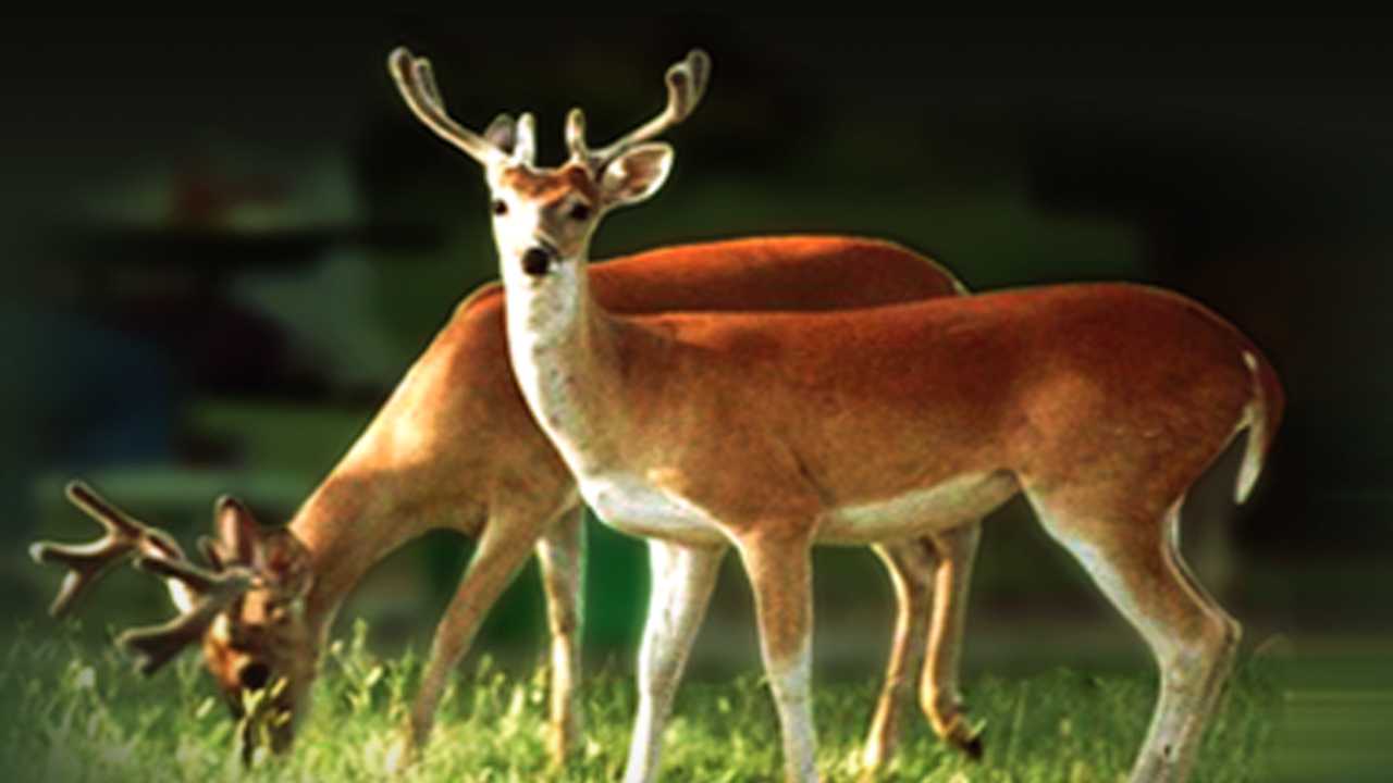 2 new cases of chronic wasting disease found in Alabama deer - Vimarsana News