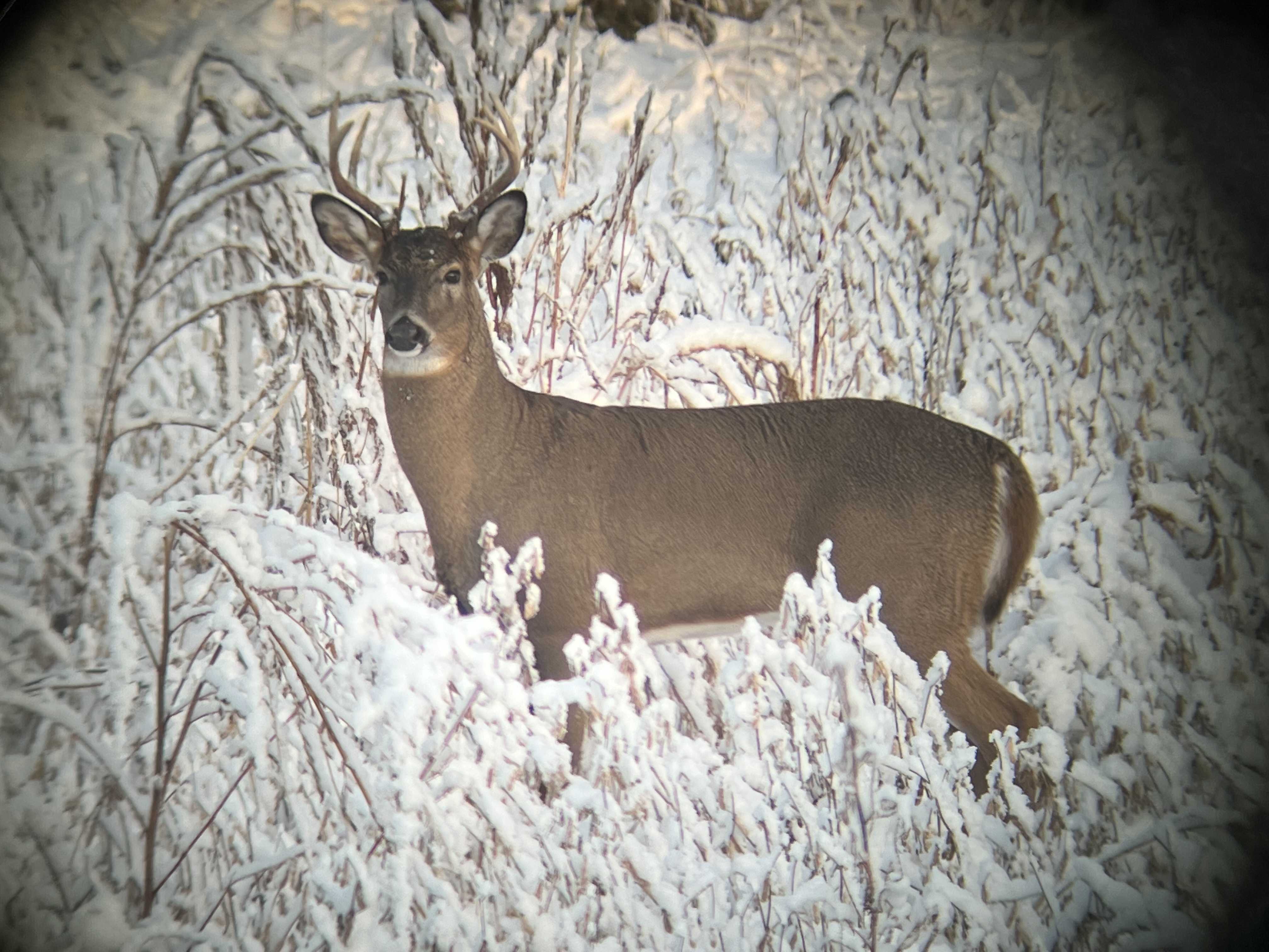 What You Need To Know For Gun Deer Hunting Season In Wisconsin