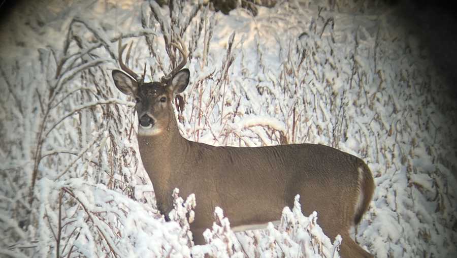 Deer in Washington County
