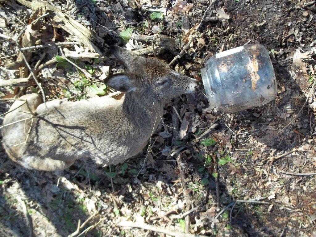 Trapped in trash How your litter is harming animals