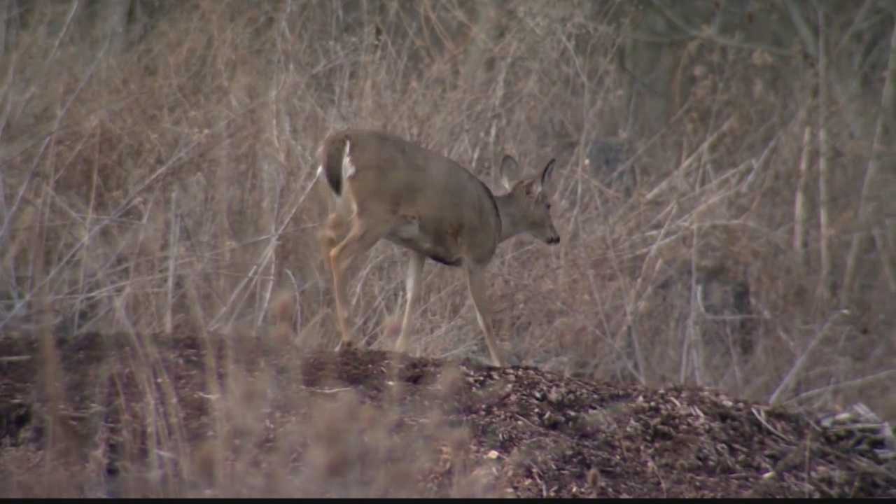 2-week Deer Season Approved In Pa., Rifles Banned From Turkey Hunts