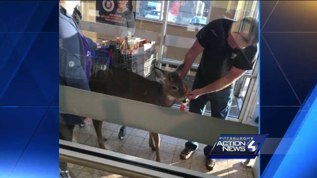 Deer takes a stroll through Aldi grocery store