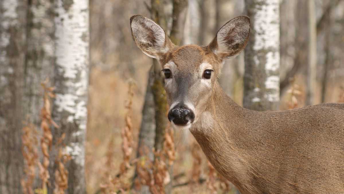 CDC Issues Warning To Hunters Say Deer With Tuberculosis Can Transmit   Deer 1525089597 