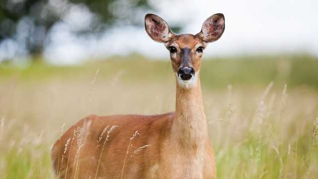 Missouri says nearly 10,000 deer hunted in the last 11 days - Vimarsana News