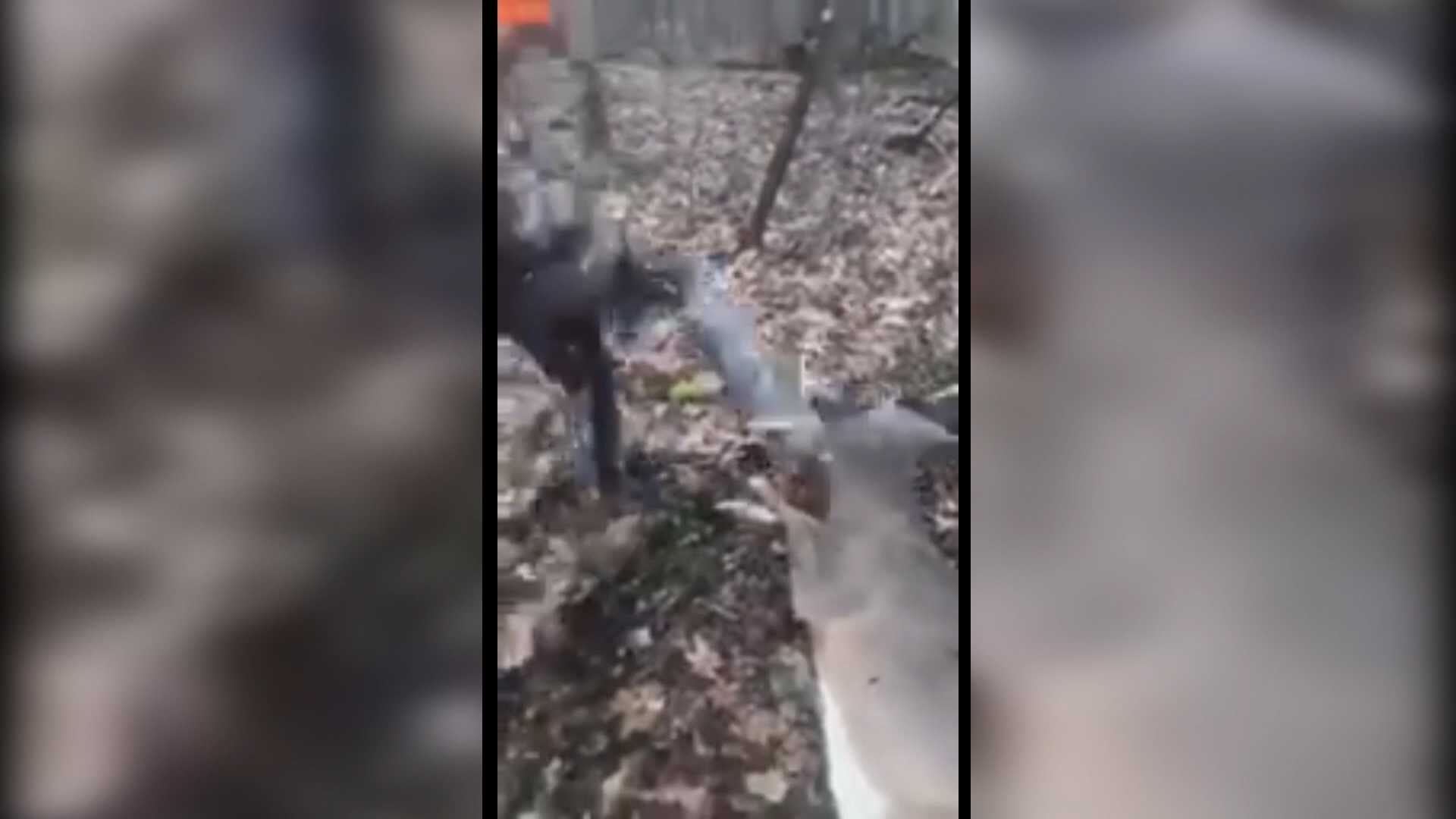 Teens caught on camera assaulting injured deer identified