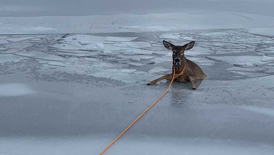 Deer rescued from frozen pond