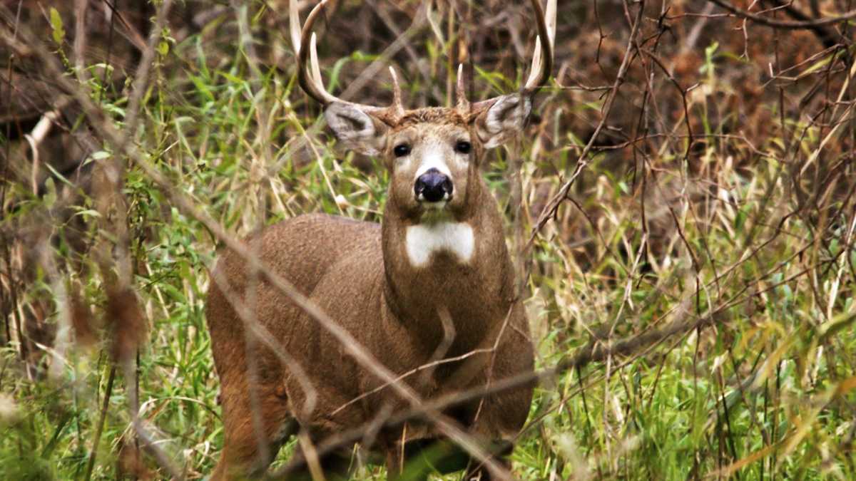 Maine hands out record 150,000 deer permits for season