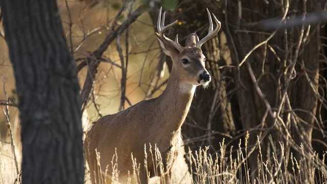 Disease usually seen in western, southern US found in deer in New England - Vimarsana News