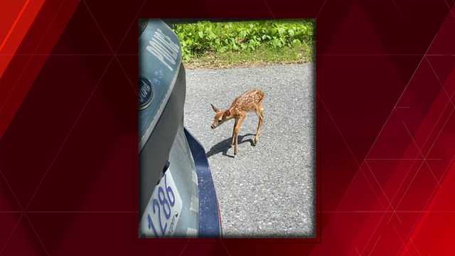 State police trooper protects deer, fawn that were approaching Massachusetts Turnpike - Vimarsana News