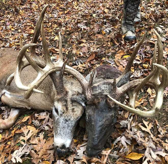 Hunter nabs 'twoheaded' deer in Kentucky