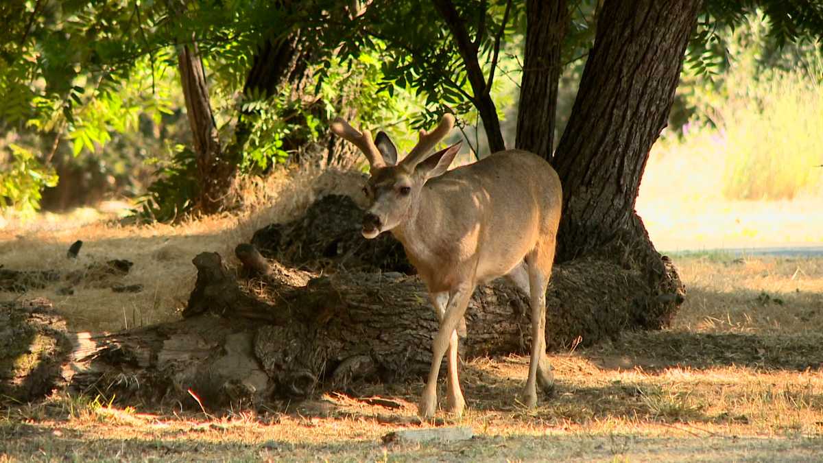 Deer poaching problem prompts signs on American River Parkway