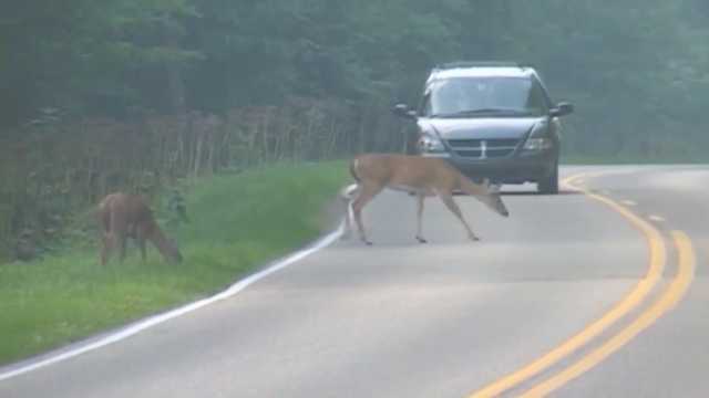 Drivers urged to be alert for deer on roads - Vimarsana News