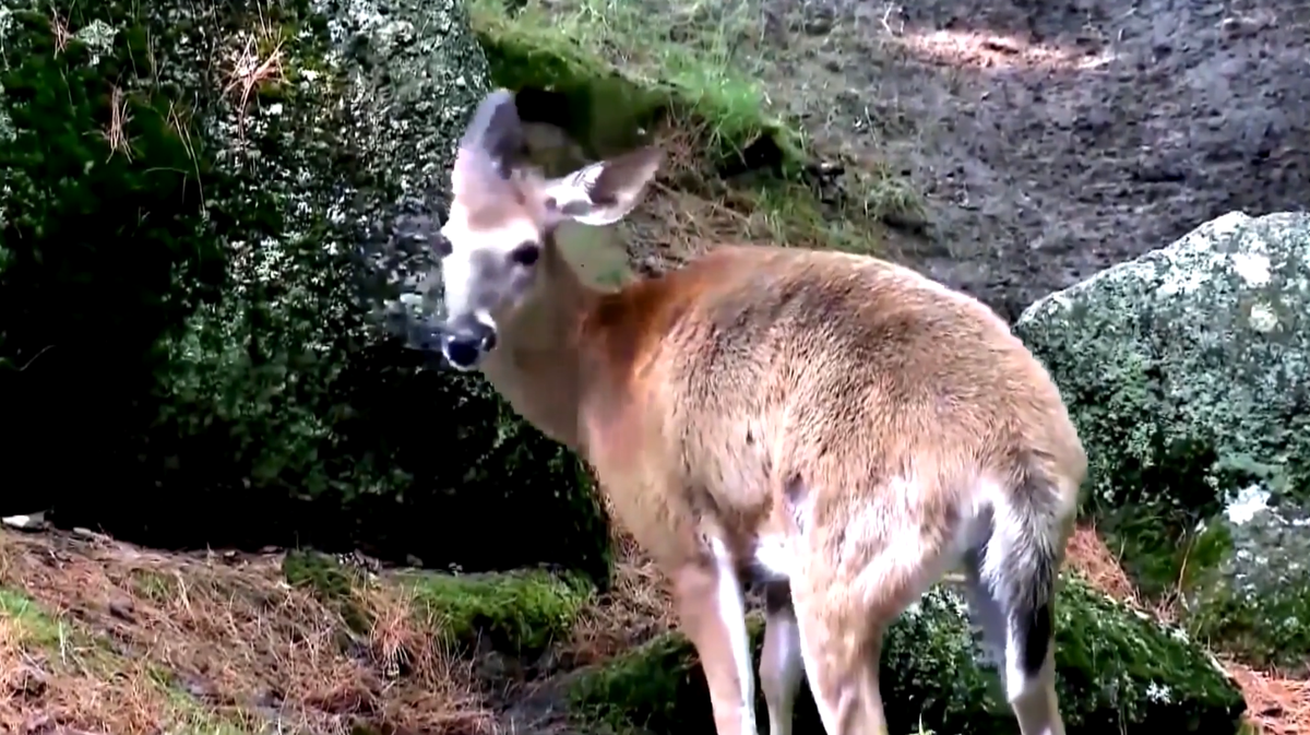 Chronic wasting disease case found in wild deer in Oklahoma Panhandle