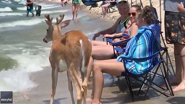 Deer enjoys beach