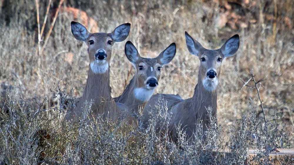 ‘Zombie deer disease’ reported in 23 states; may one day pose threat to ...