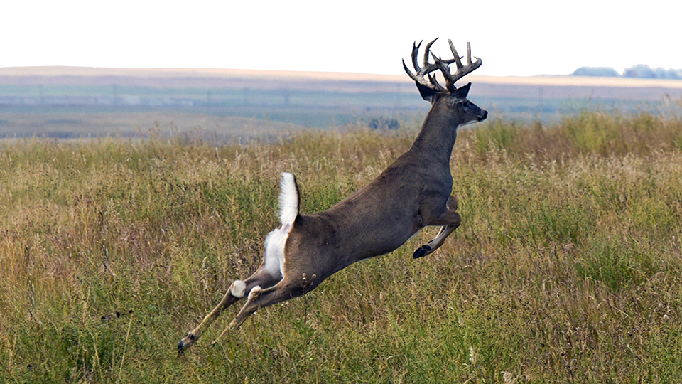 La mortal enfermedad de los ciervos puede estar relacionada con la muerte de cazadores