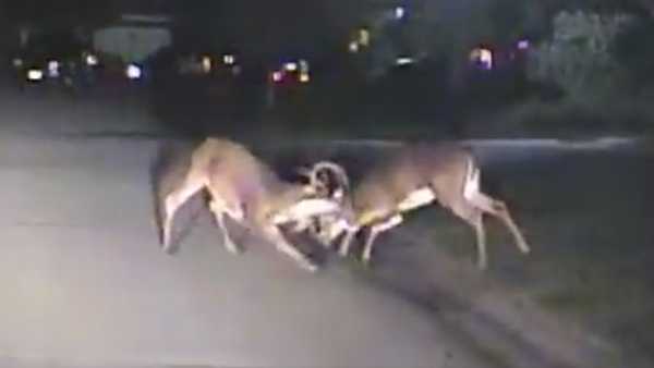 Wild deer fight caught on camera in Blue Ash