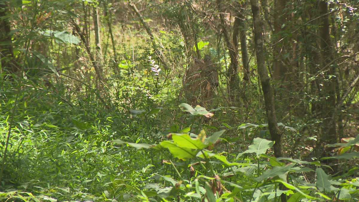 National Forests in Mississippi announce seasonal job openings