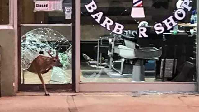 Caught On Camera: Deer Crash Through Barbershop Window