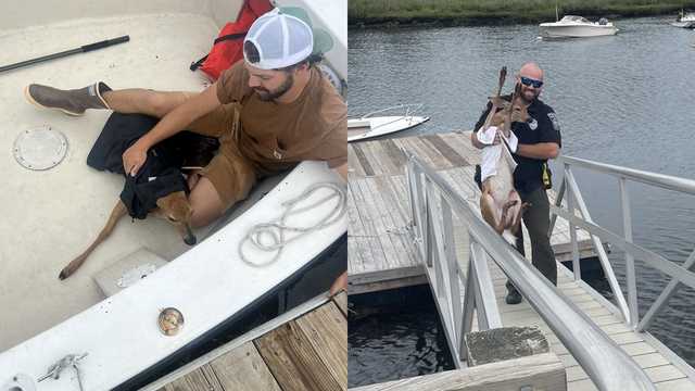 Boaters pull struggling deer to safety off South Shore of Mass. - Vimarsana News