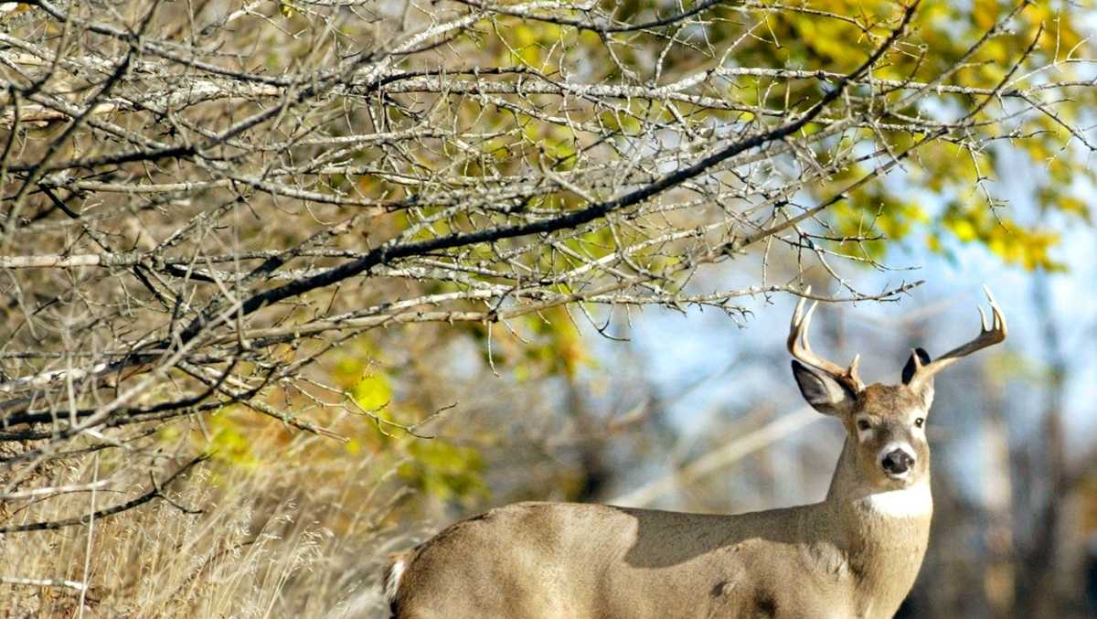 South Carolina hunter shot while being mistaken for a deer