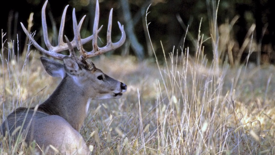Kentucky deer hunters set record during modern gun season