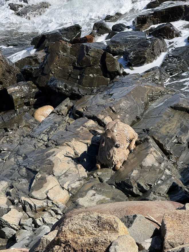 Deer Digested Rocks Deer trapped on rocks for hours along coast of Ogunquit, Maine