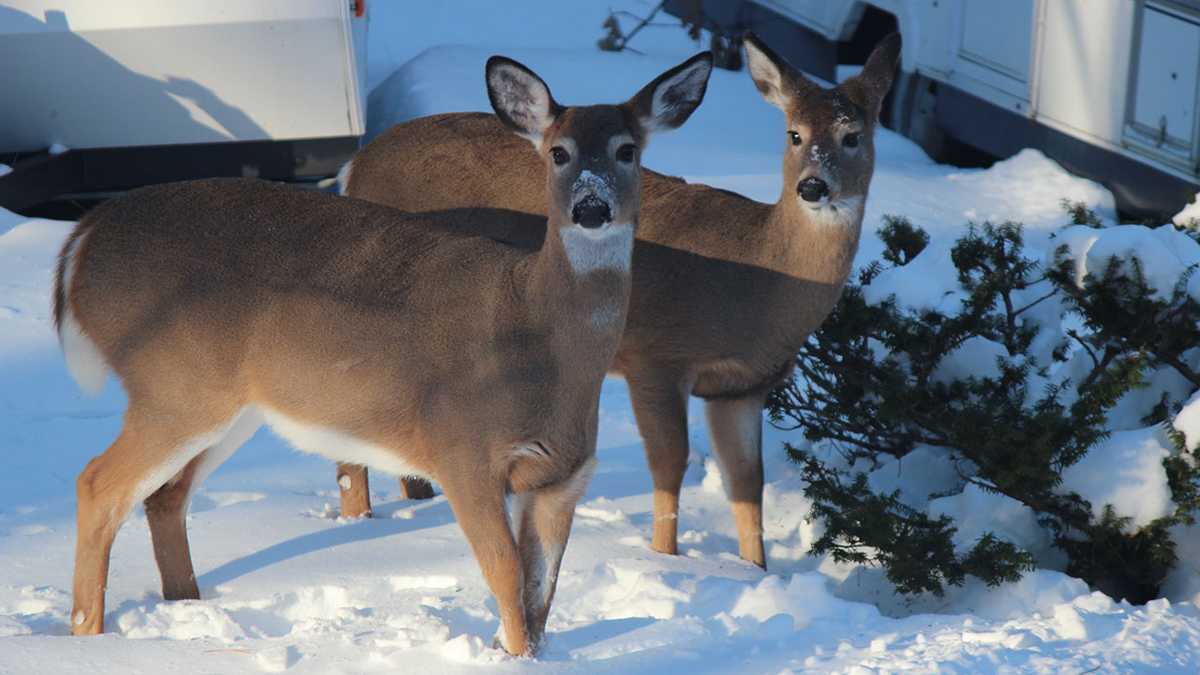 Wildlife officials Don't feed the deer this winter