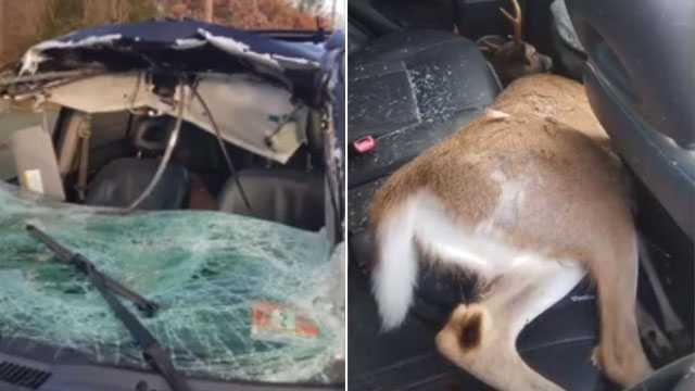 Deer Ends Up In Back Seat After Crashing Through Woman's Windshield