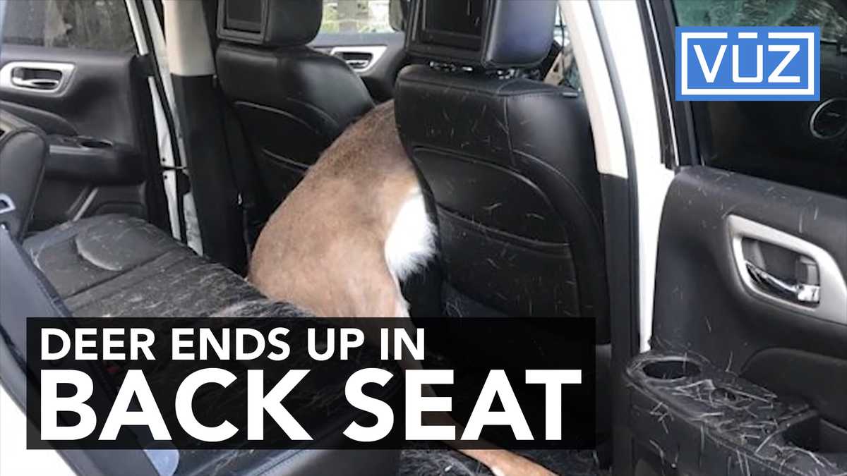 Deer crashes through windshield, ends up in back seat