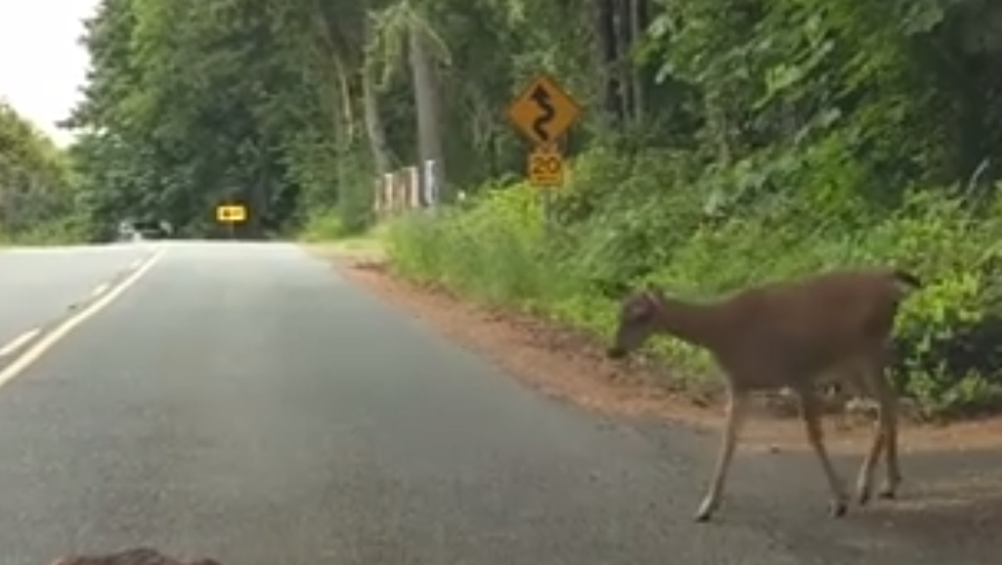 Moment between baby deer too scared to cross road, mother caught on camera