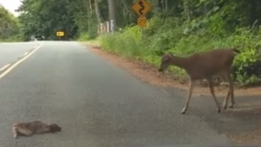 Moment between baby deer too scared to cross road, mother caught on camera