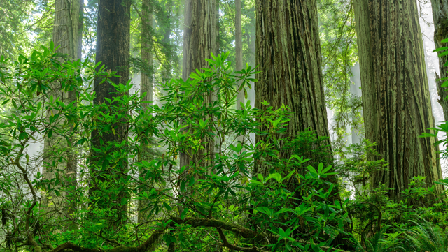 How the California forest that starred as Endor in 'Star Wars' was obliterated - Vimarsana News