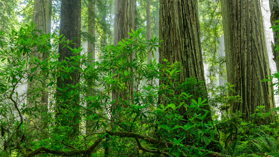 usa,california, del norte county, redwood national park, sequoioideae, forest with mist. (photo by: dukas/universal images group via getty images)