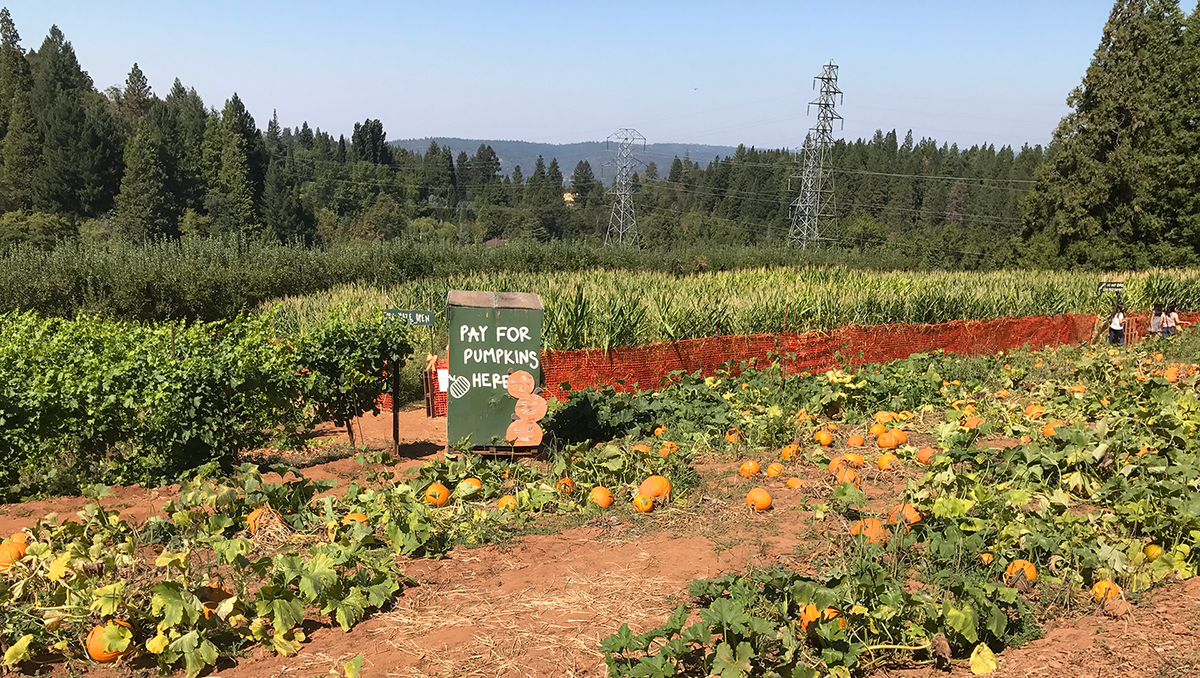 6 Apple Hill farms you should check out this fall