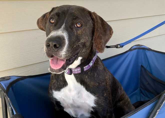 Mebane animal shelter one of many seeing dogs stay longer, struggling ...