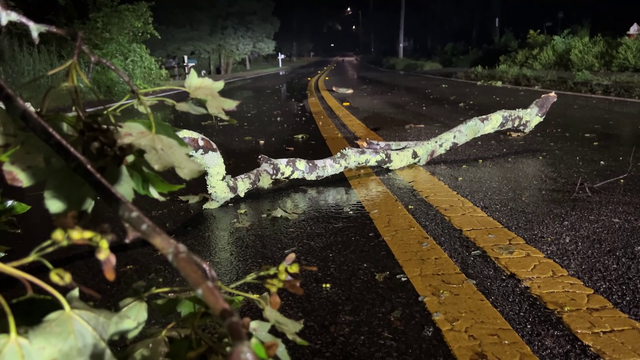 Lee's winds down tree limbs, contribute to storm surge - Vimarsana News