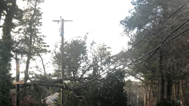 Strong winds bring down trees, crush vehicles, take out power lines