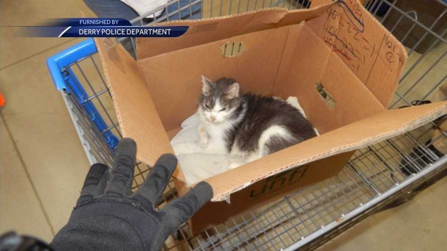 Police searching for suspects who abandoned cat at Walmart
