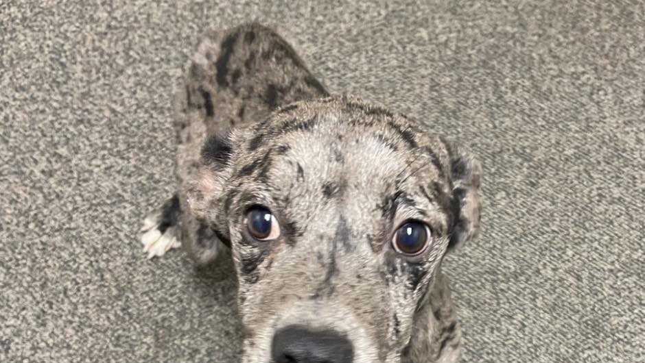 Des Moines woman charged with animal neglect, abandonment; dog euthanized