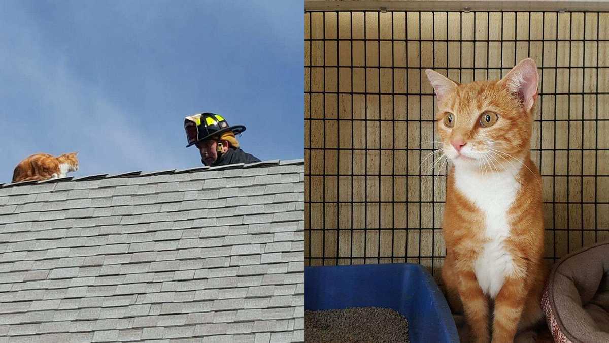 'Can you find my owners?' Lost kitty rescued from roof of home