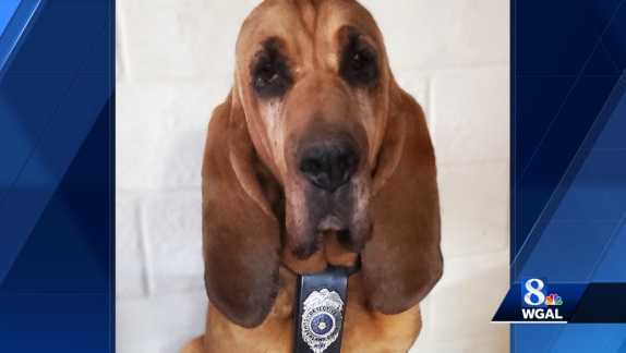 detective-k9-briggs-