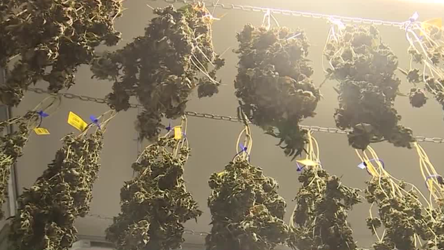 Ohio Gov. DeWine calls for regulations on recreational marijuana after passage of Issue 2 - Vimarsana News