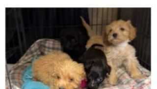 Coventry man charged after dog dies; four puppies rescued