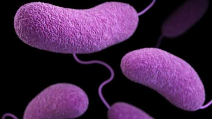 What you need to know about the rise of Vibrio vulnificus infections in Louisiana