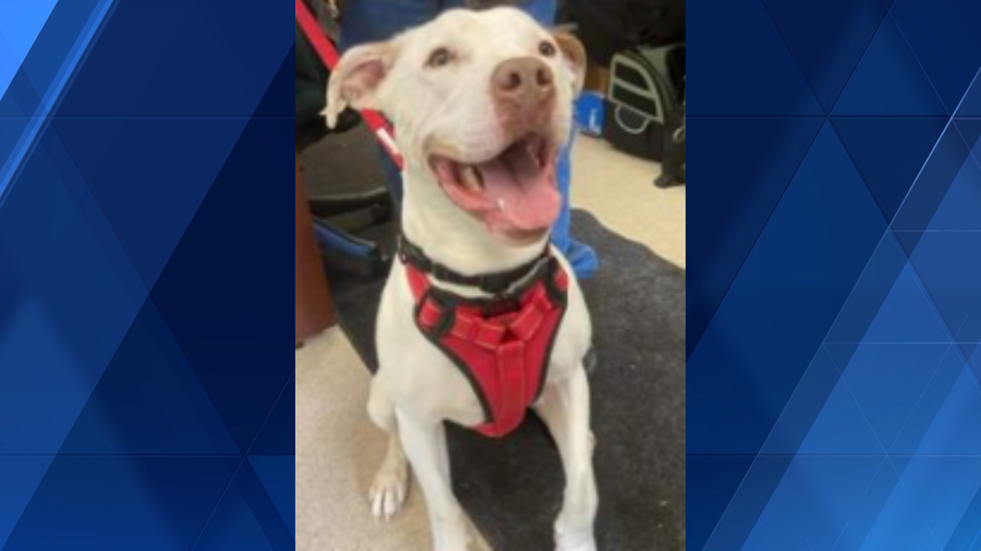 Ohio dog finds forever home after spending 270 days at shelter