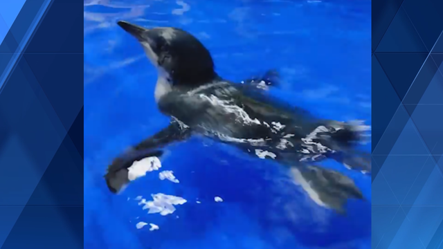 WATCH: Cincinnati Zoo's penguin chick named after 'Golden Girl' character has first swim lesson - Vimarsana News
