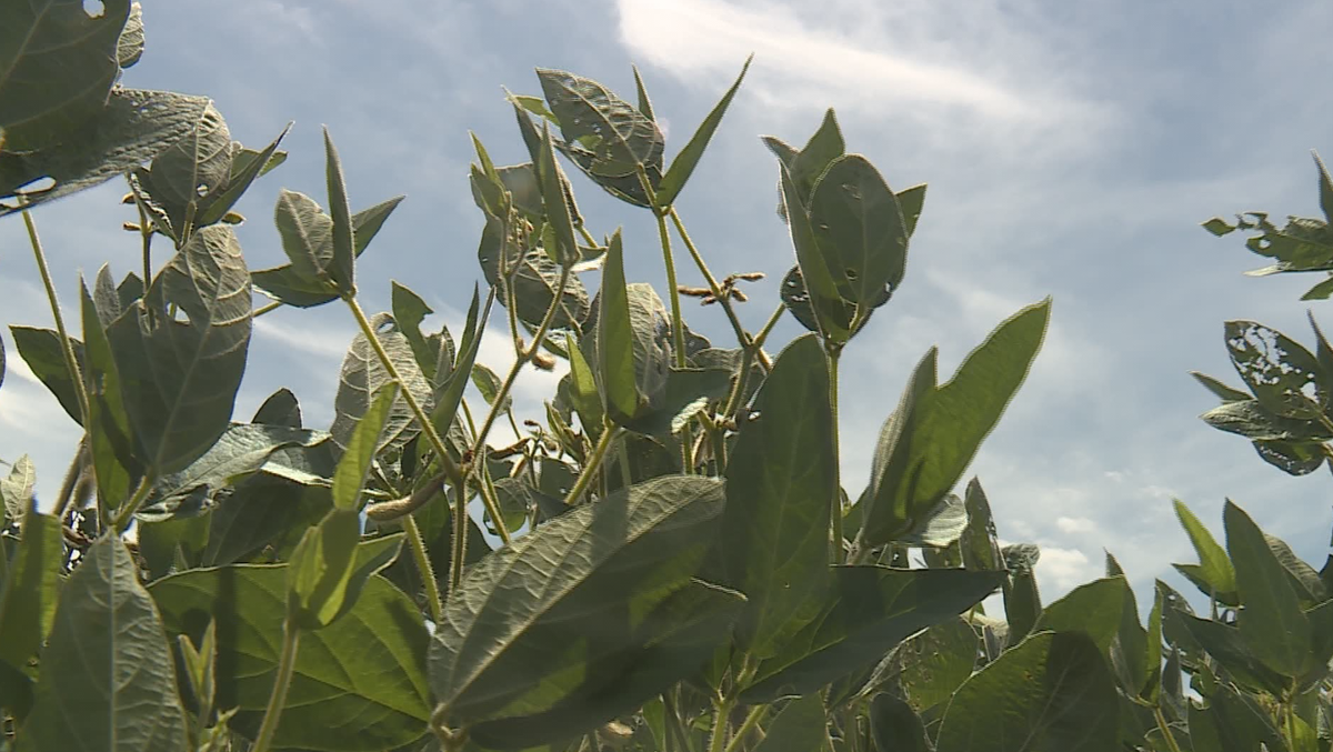 Arkansas lawmakers back limited use of herbicide dicamba