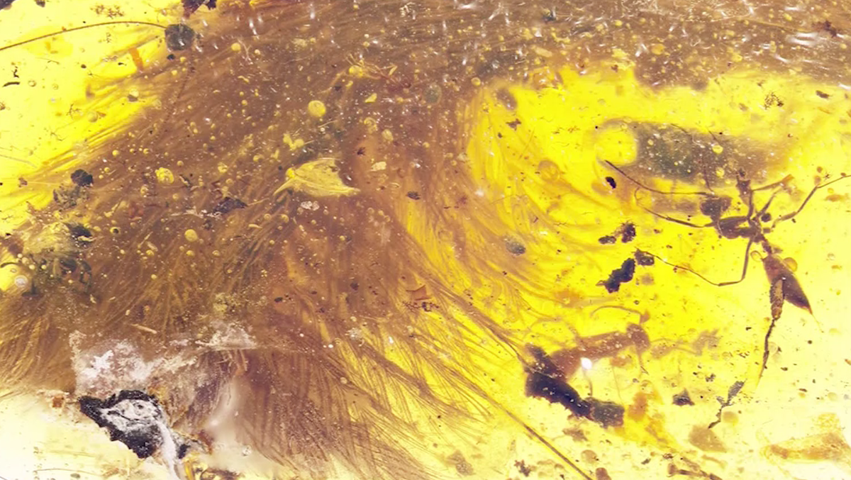 99-million-year-old dinosaur tail found in amber piece, say scientists