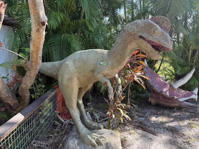 dinosaur for sale